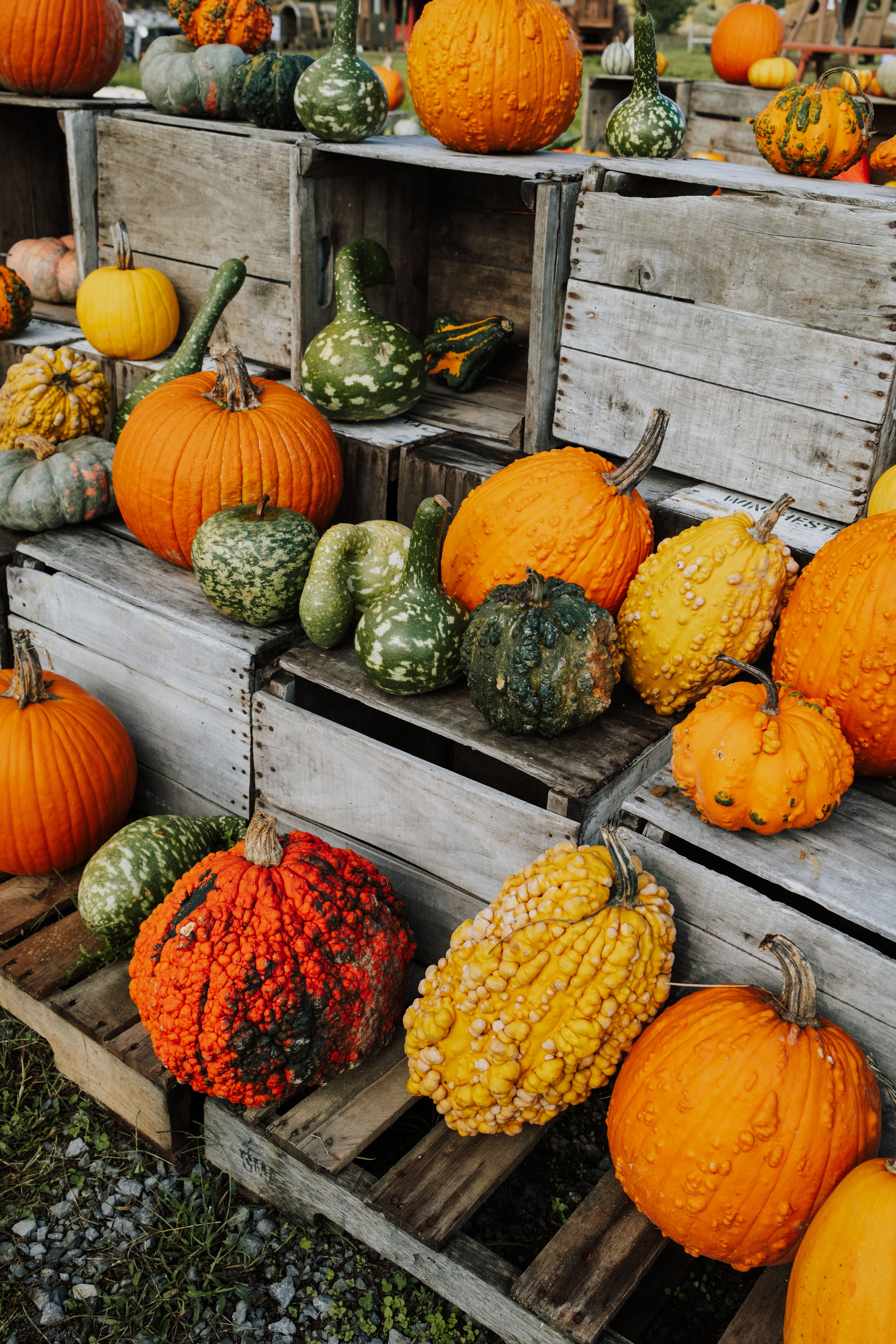 Autumn Harvest Display with Pumpkins and Gourds · Free Stock Photo