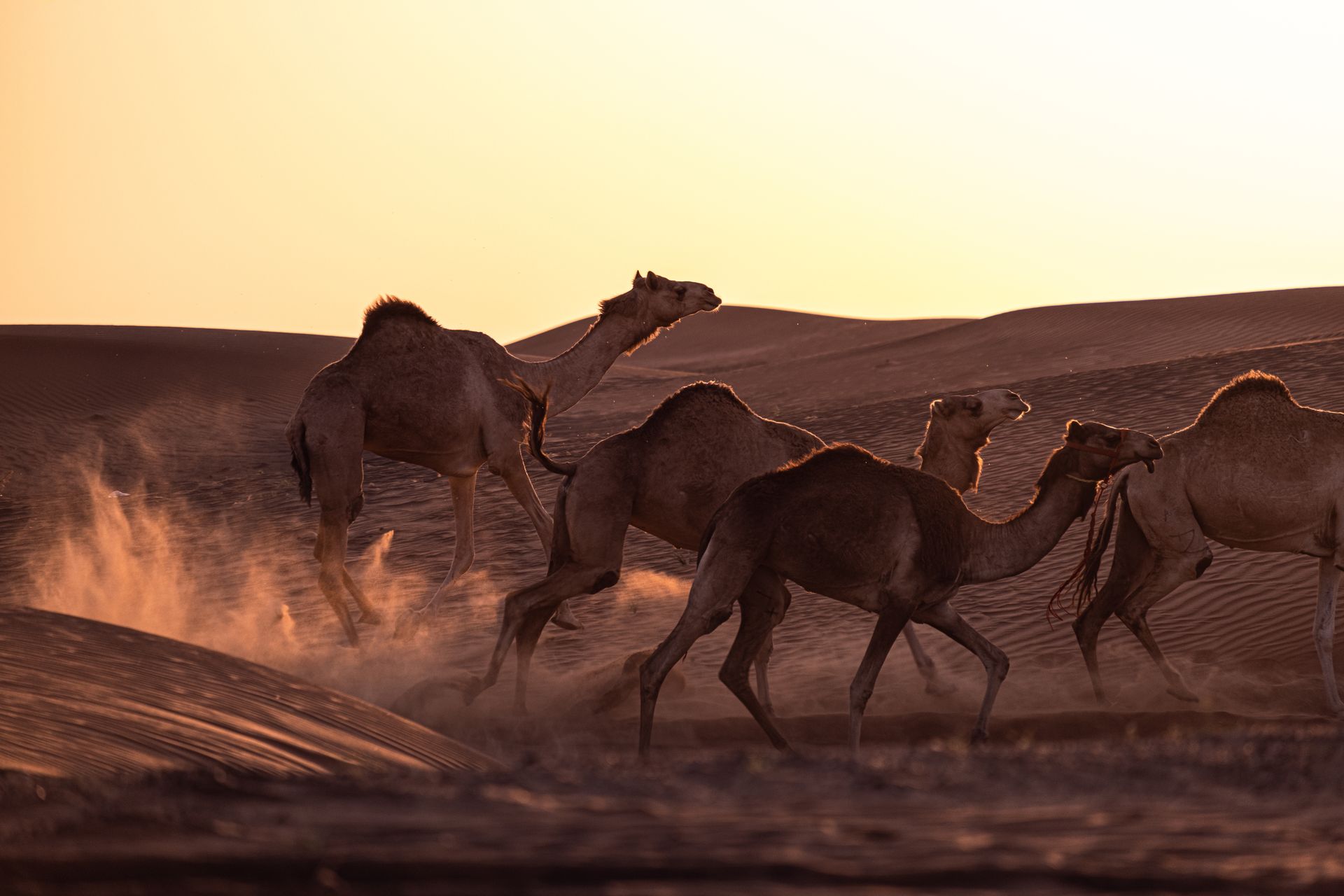 Silhouetted camels running across sandy desert dunes during sunset, creating a dramatic scene.