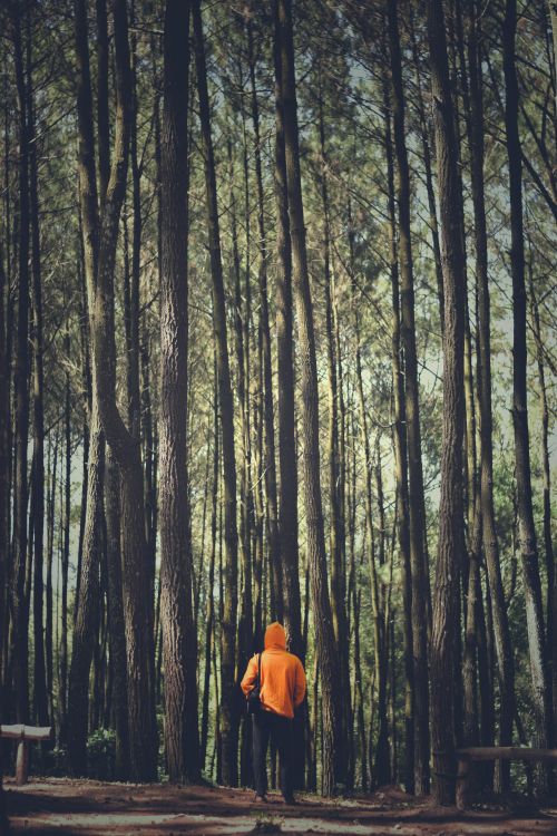 Free A solitary figure in an orange hoodie stands in a scenic forest of tall pine trees, creating a tranquil nature scene. Stock Photo