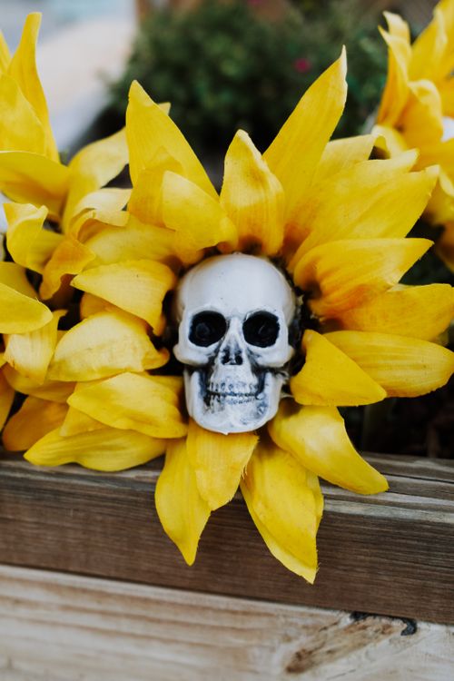 Free A skull displayed within vibrant sunflowers highlights a surreal contrast, evoking themes of life and mortality. Stock Photo