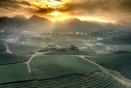 Free Photo Of Rice Field Beside During Golden Hour Stock Photo