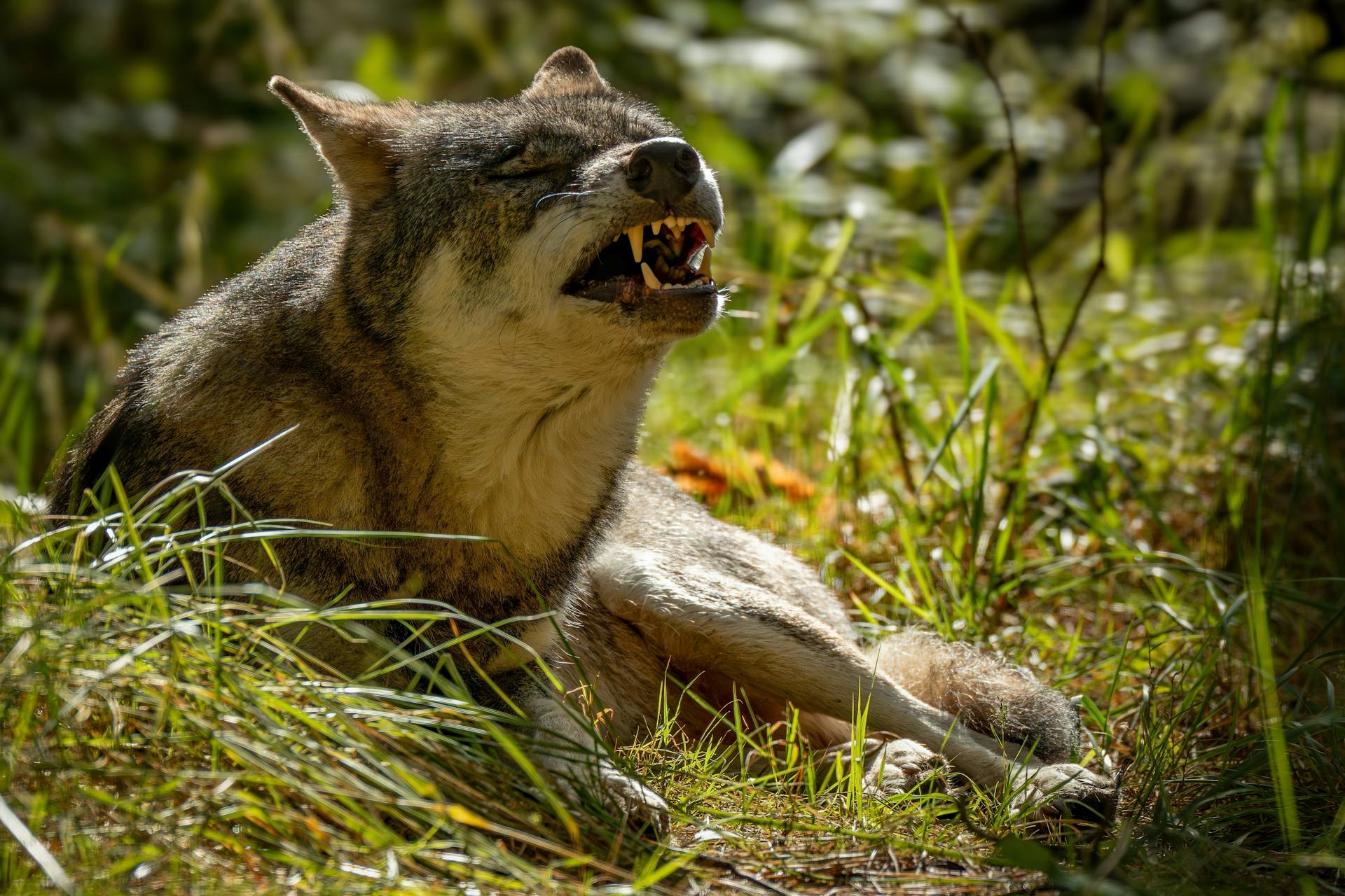 Majestic Wolf Snarling in Forest Setting