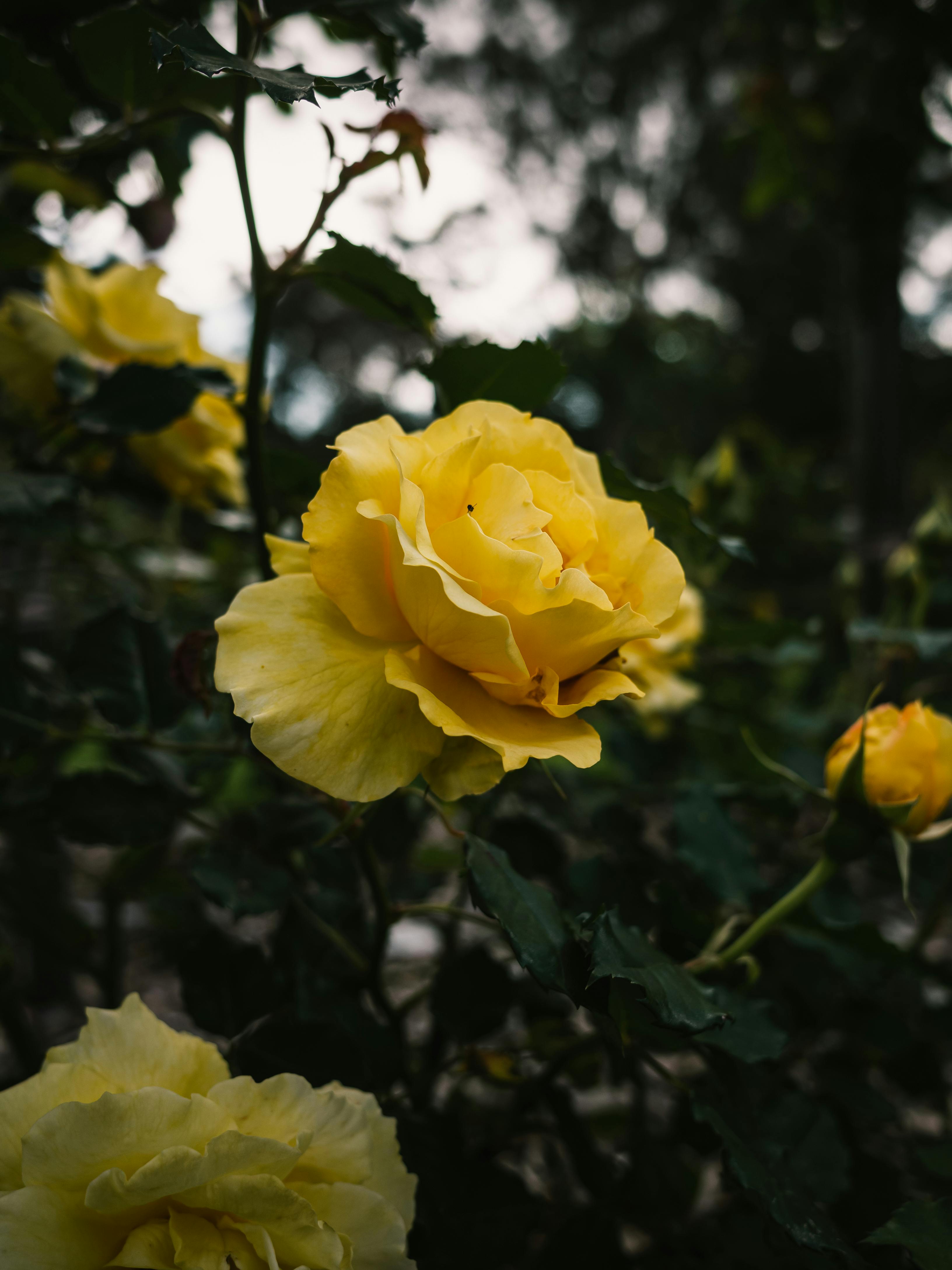 ัyellow Flower Photos, Download The BEST Free ัyellow Flower Stock