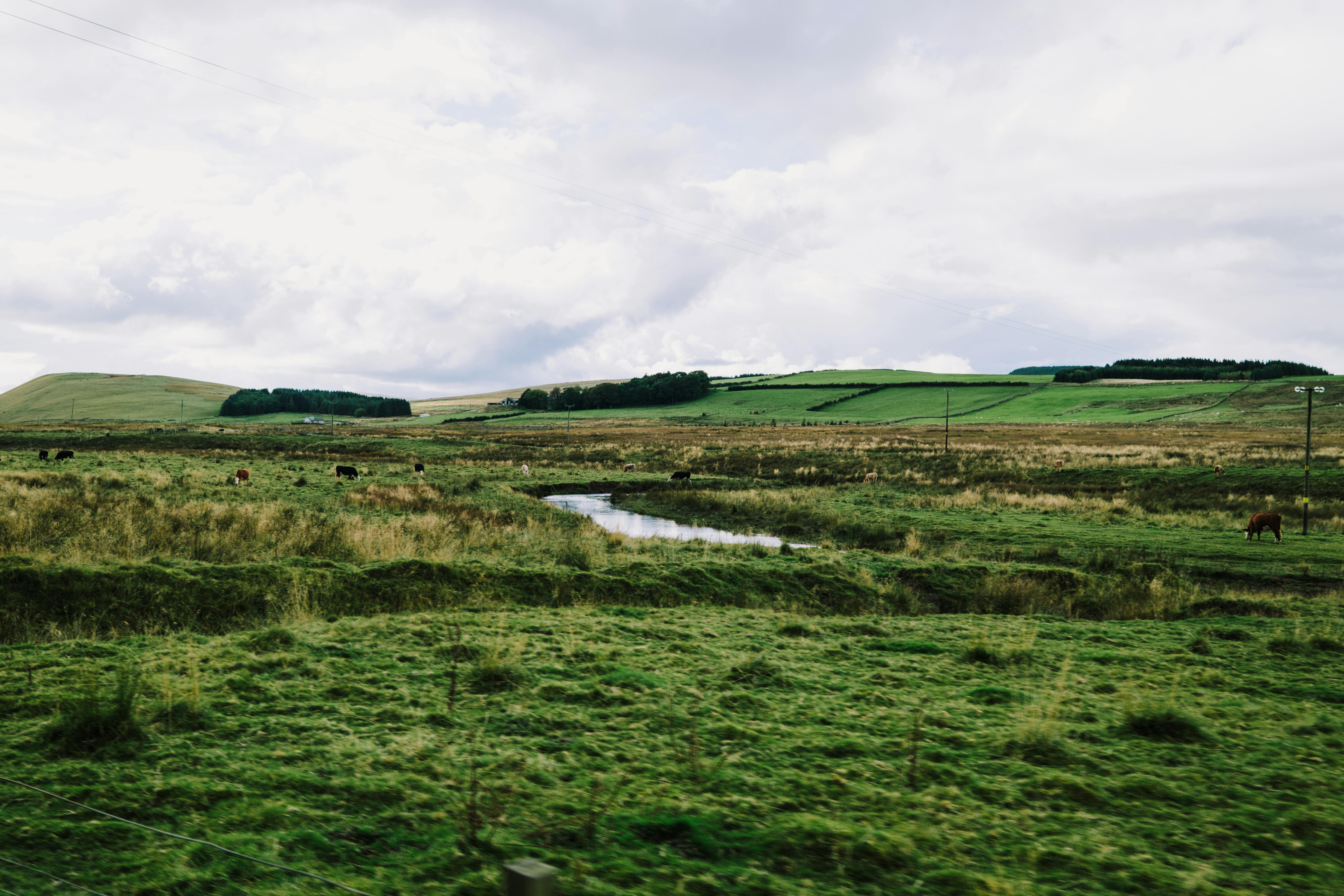 A scenic view of lush green hills with cattle grazing in Scotland under a cloudy sky.