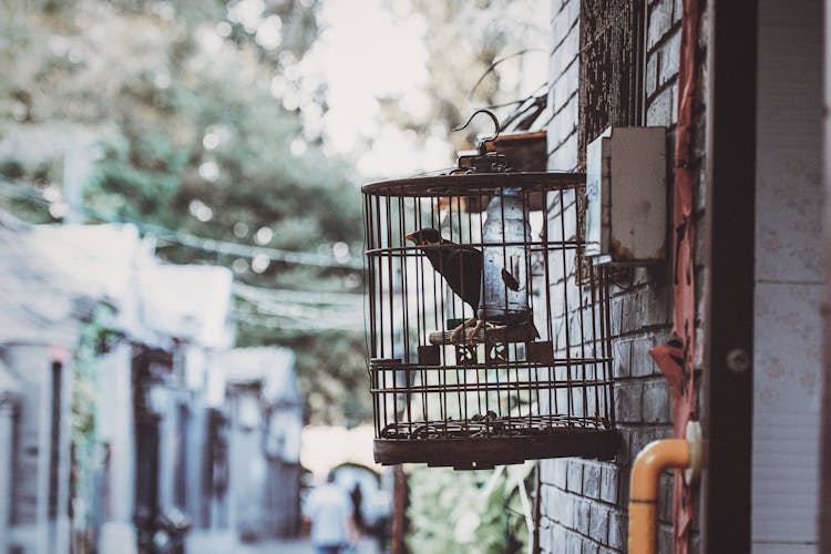 Black Bird Inside Cage