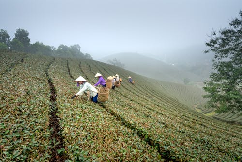 白天的农田风景照片