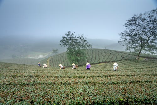 People Harvesting