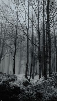 Eerie misty winter forest scene with bare trees and snow-covered ground.