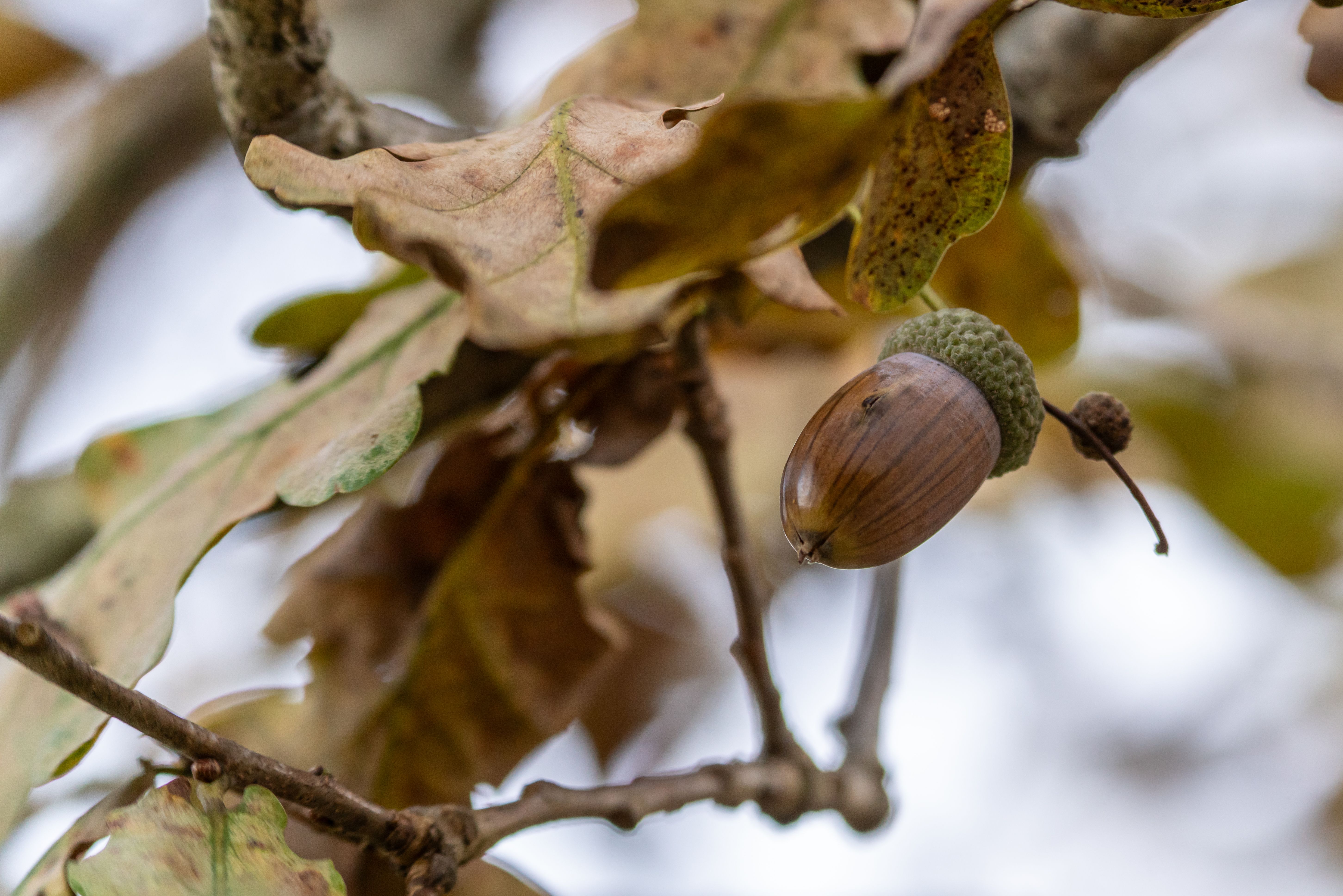 Detailed view of an acorn hanging from an oak tree branch, surrounded by autumn leaves.