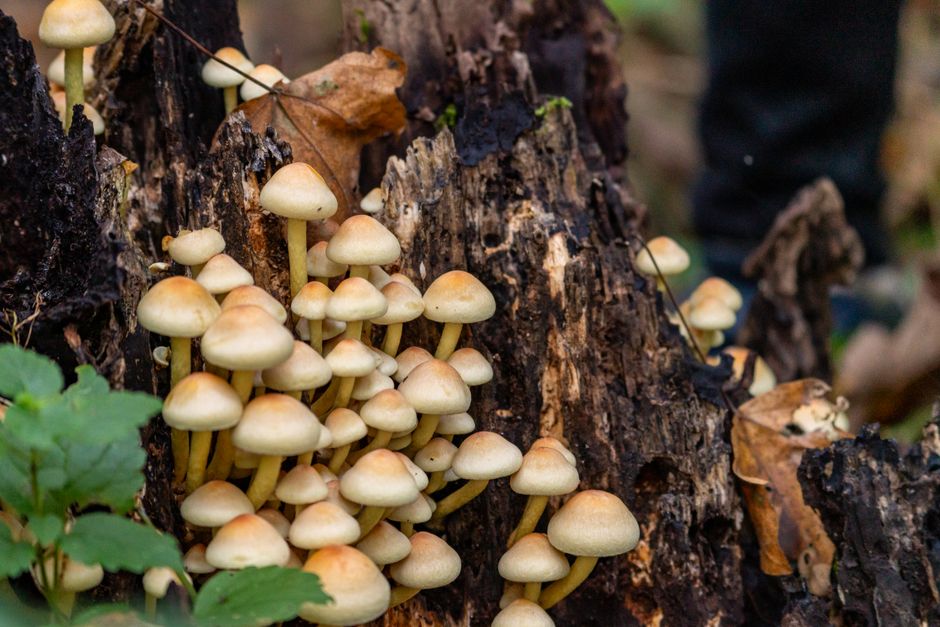 Researchers study bioluminescent fungi in controlled conditions to understand their ecological role.