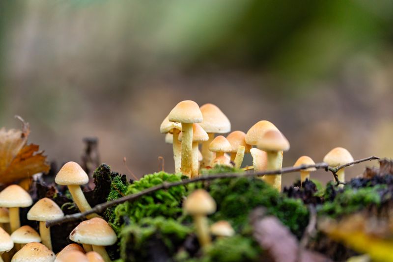 Close-up of small tan mushrooms growing on moss-covered forest floor in autumn.