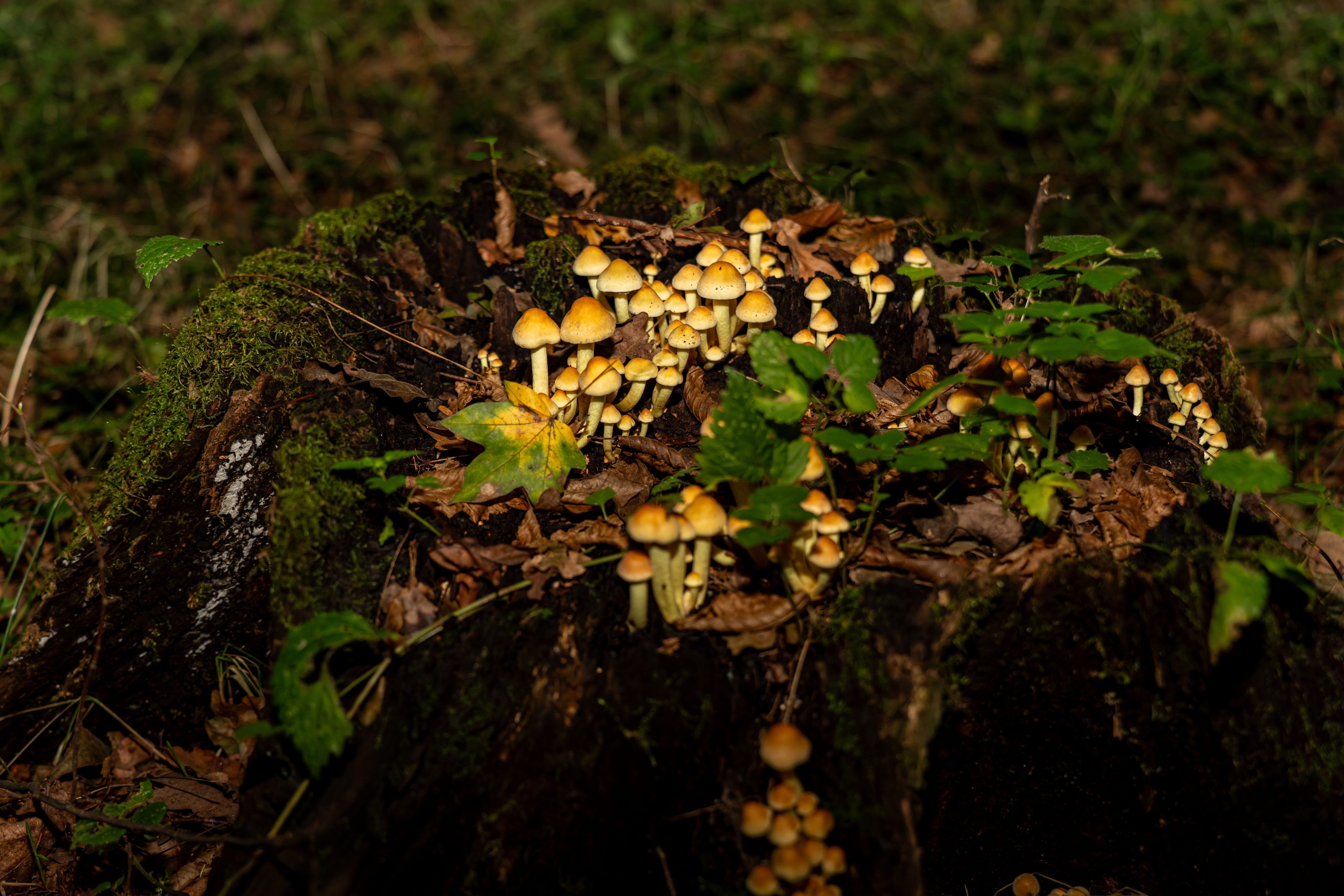 Cluster of Yellow Mushrooms on a Mossy Tree Stump · Free Stock Photo