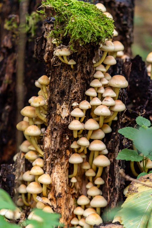 Free A vibrant cluster of mushrooms growing on a moss-covered tree stump in a lush forest setting. Stock Photo