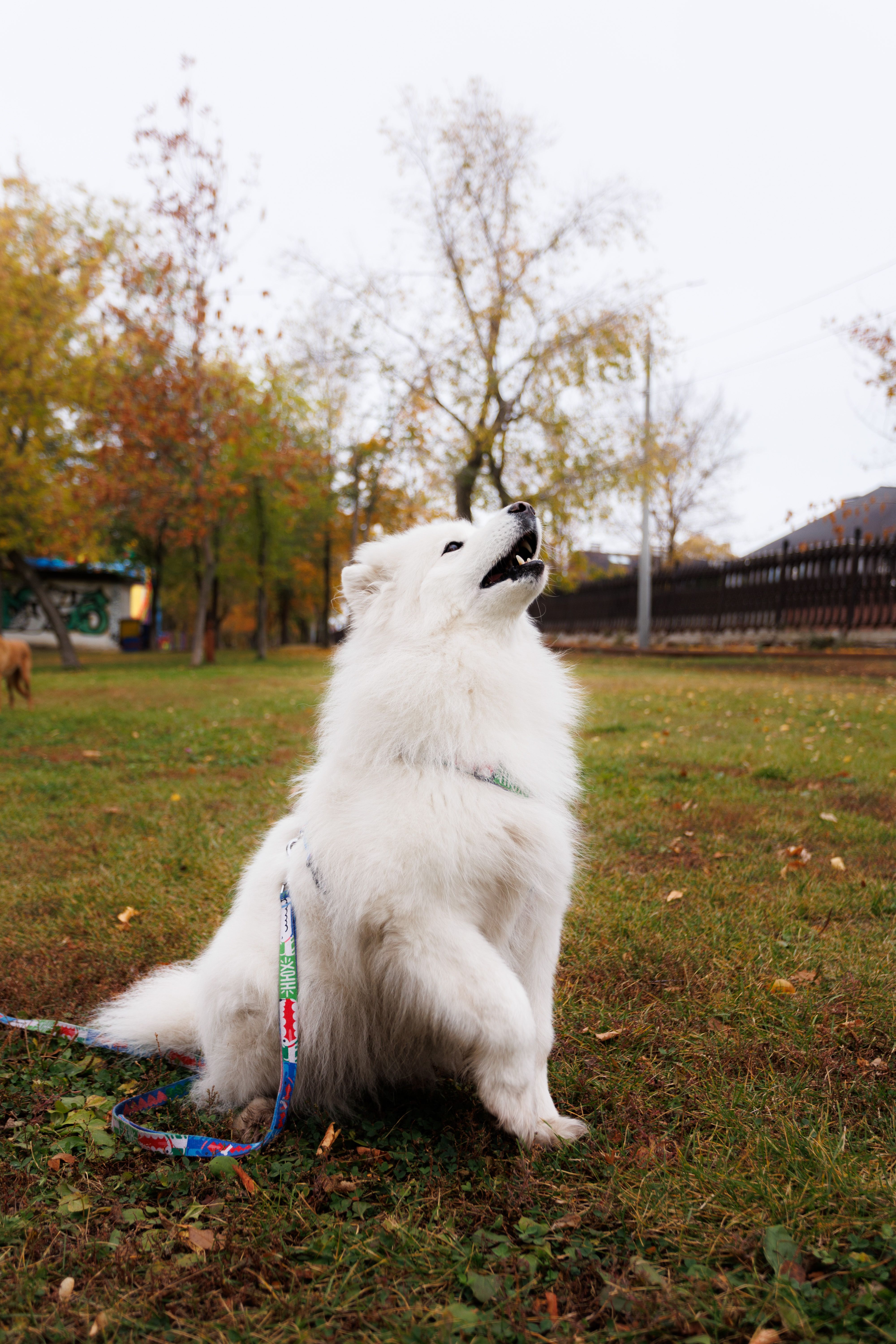 A fluffy white Samoyed dog sitting playfully in a colorful autumn park setting.