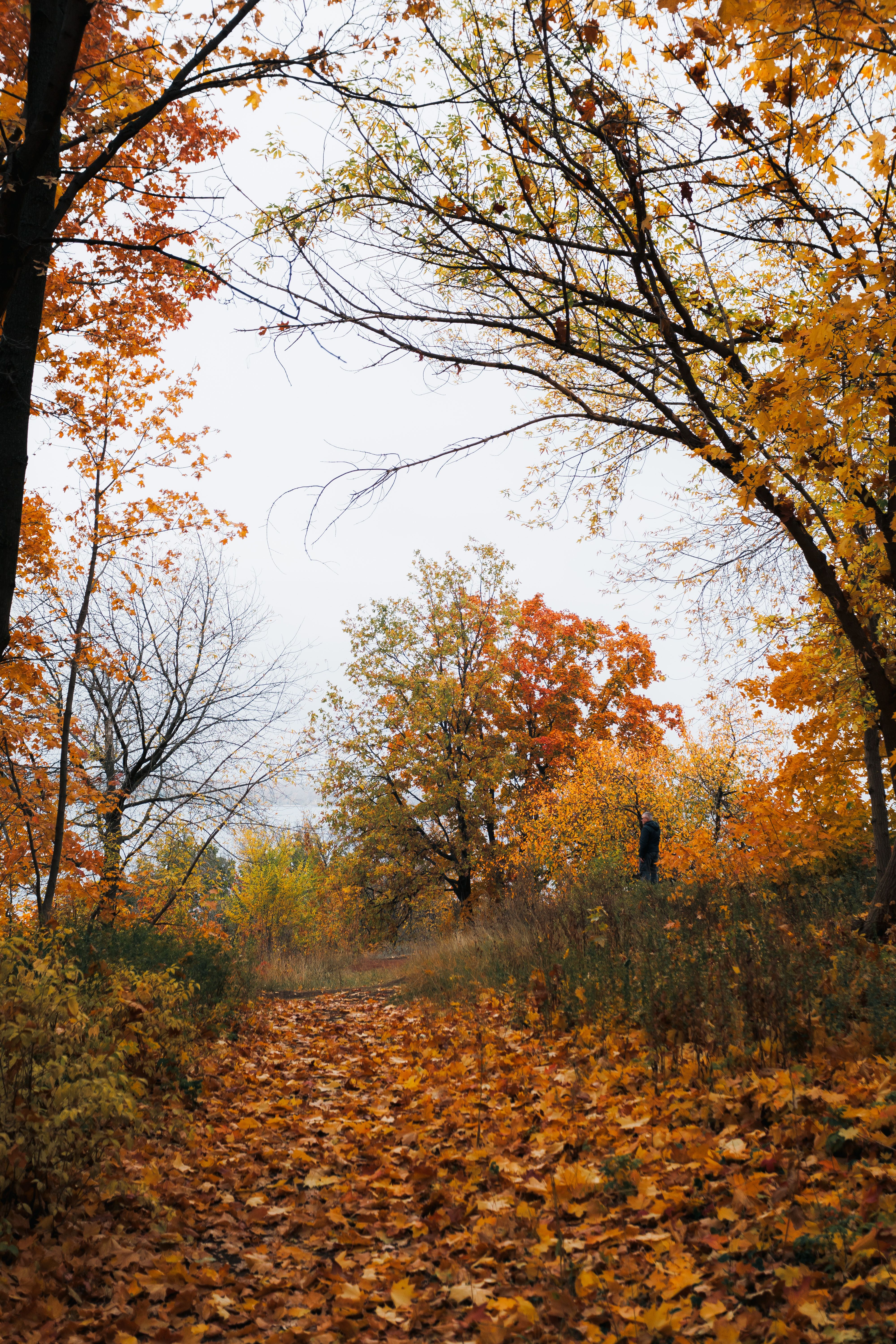 Autumn forest path — photo by Daniil Kondrashin on Pexels