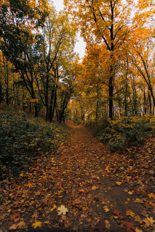 Free Peaceful forest path during fall with colorful leaves and golden trees, perfect for autumn concepts. Stock Photo