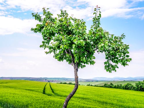 бесплатная Зеленое дерево иллюстрации Стоковое фото