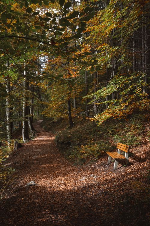 Free Peaceful forest path lined with colorful autumn leaves and a solitary wooden bench. Stock Photo