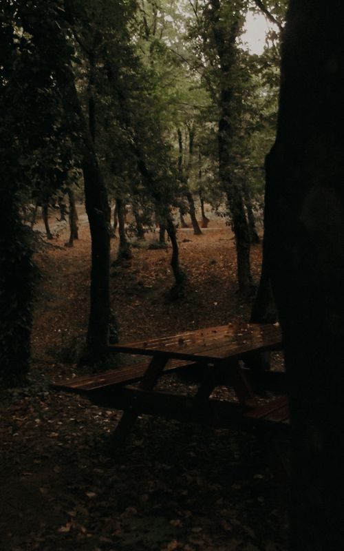Free Quiet forest scene with a wooden picnic table amidst autumn foliage, evoking peace and solitude. Stock Photo