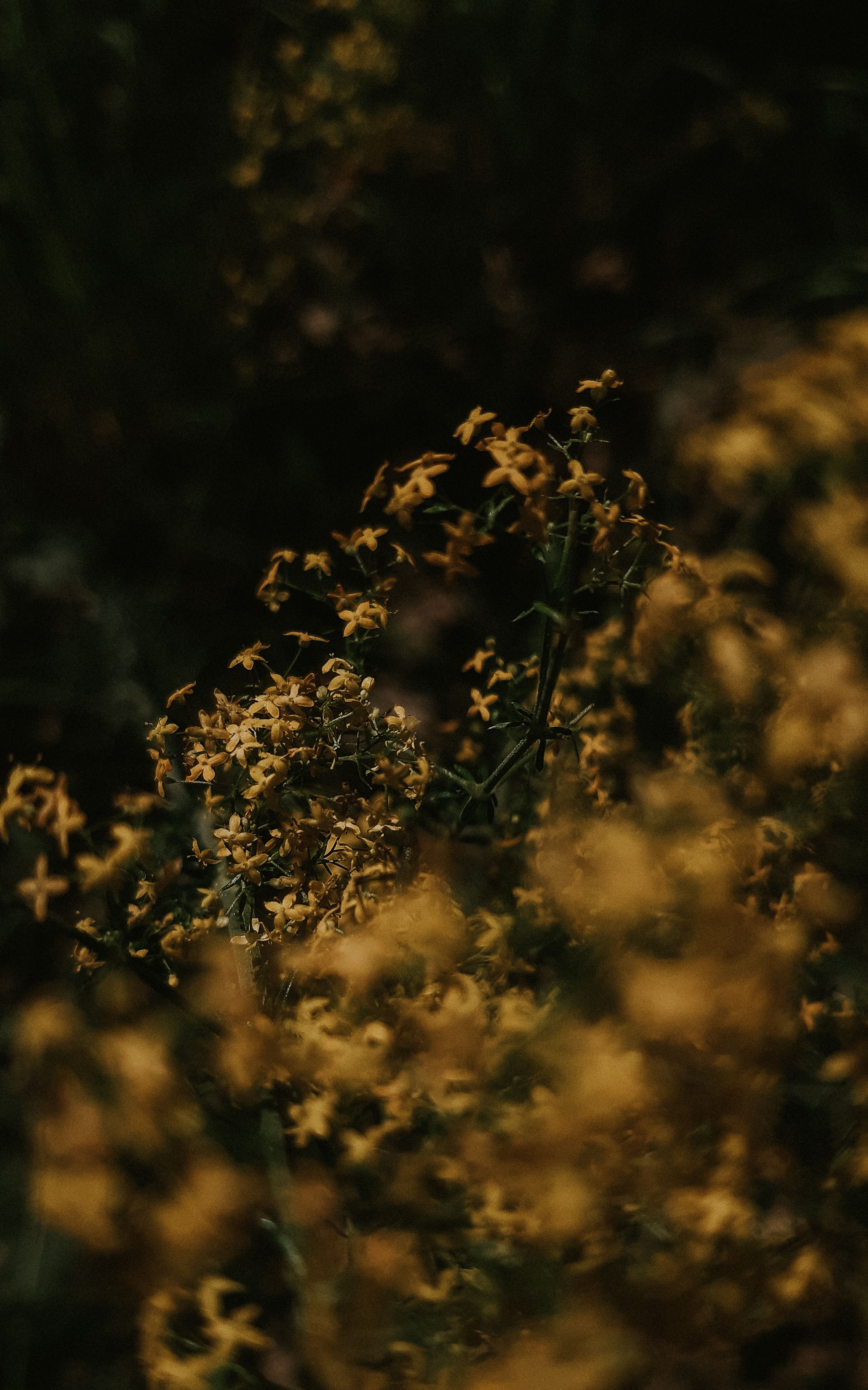 Moody Close-Up of Wildflowers in Nature · Free Stock Photo