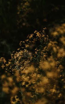 Artistic close-up of wildflowers with a dark and moody tone, perfect for nature themes.