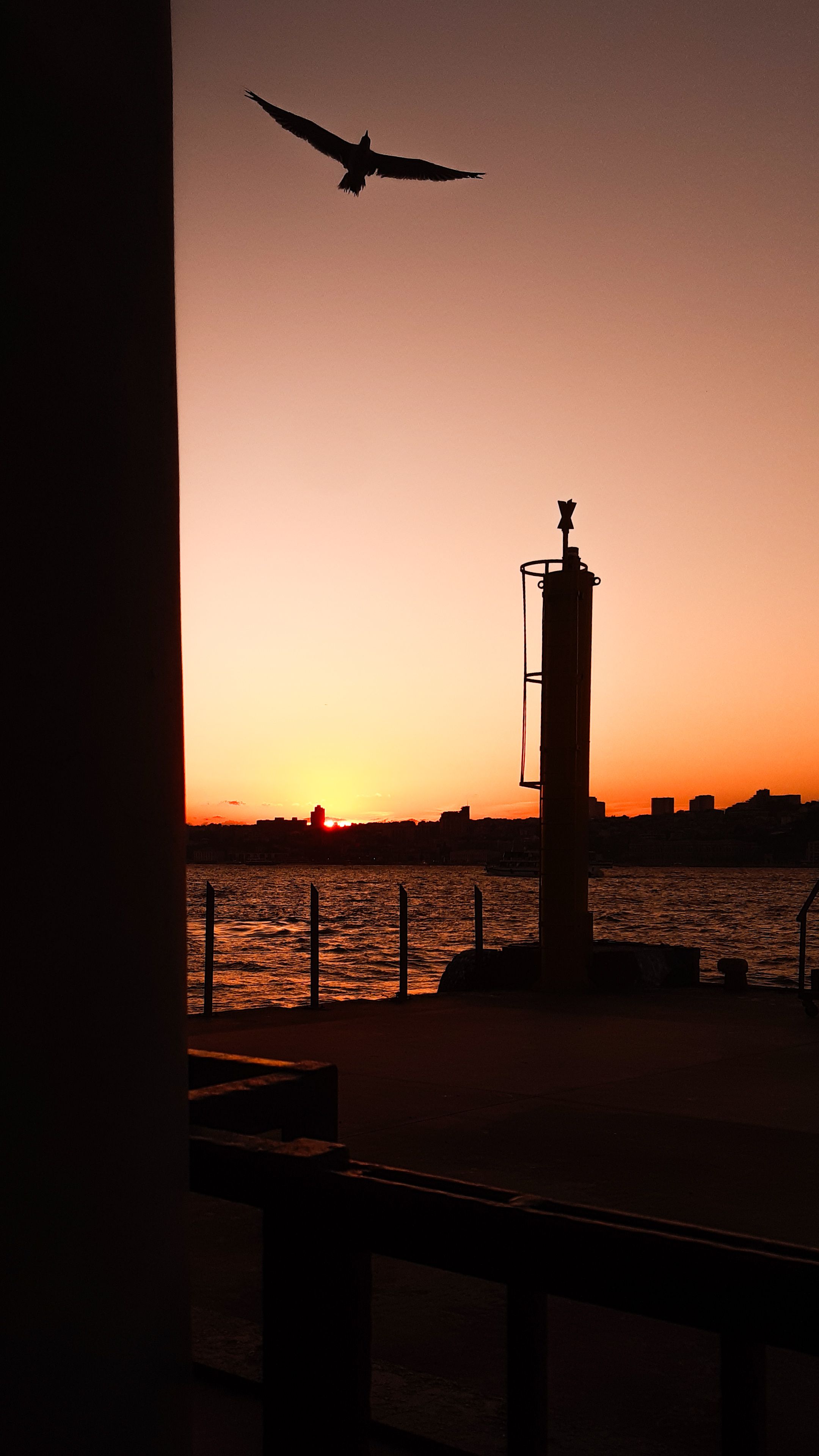 Bird silhouette at sunset over waterfront · Free Stock Photo