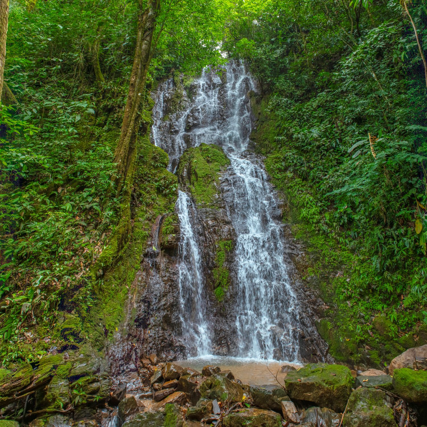 Lush Forest Waterfall with Moss-Covered Rocks · Free Stock Photo