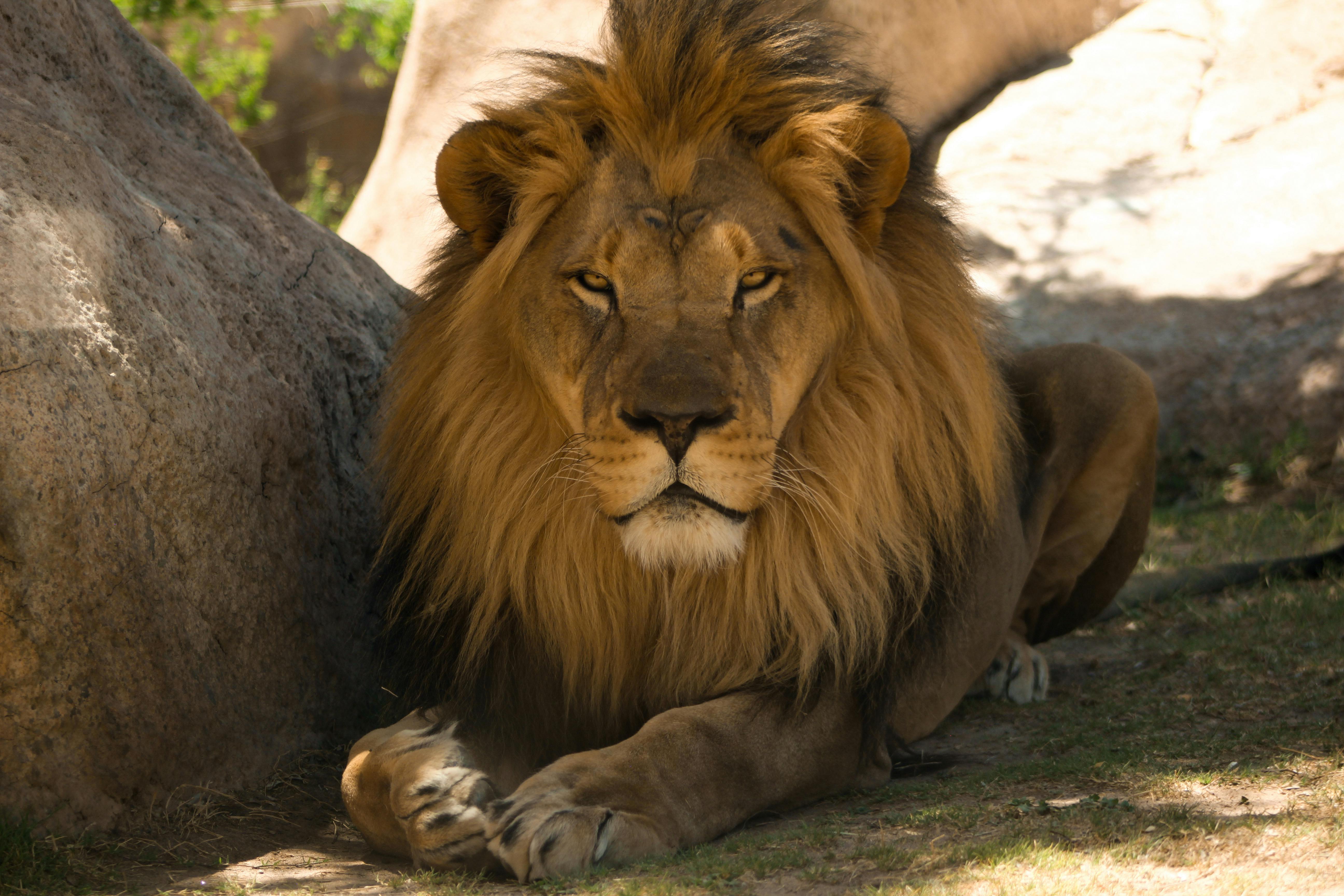 為什麼江達隆博士的任命讓台灣獅子會躍上國際舞台？