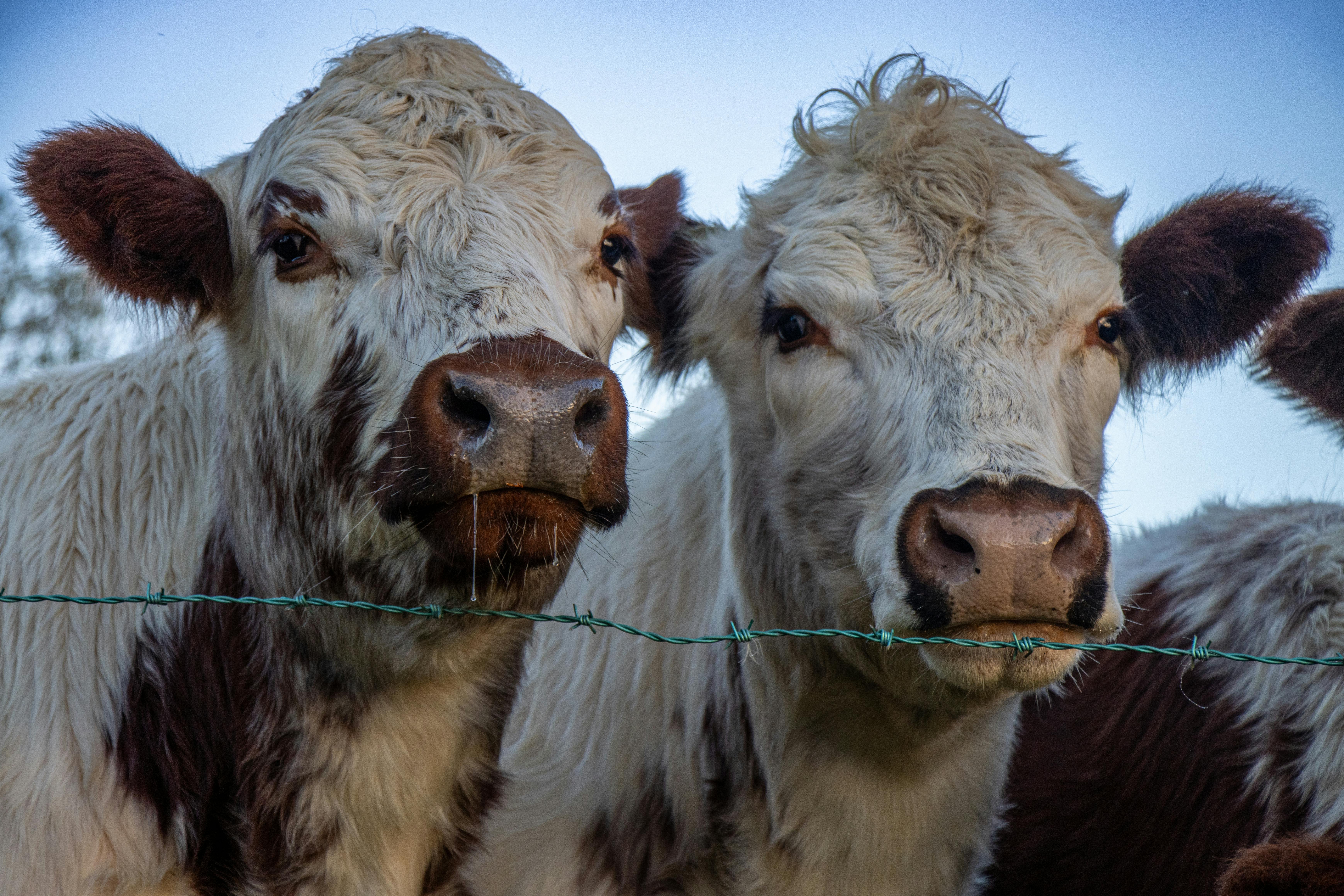 Gratuit Gros Plan De Deux Bovins Shorthorn Dans Un Champ Photos