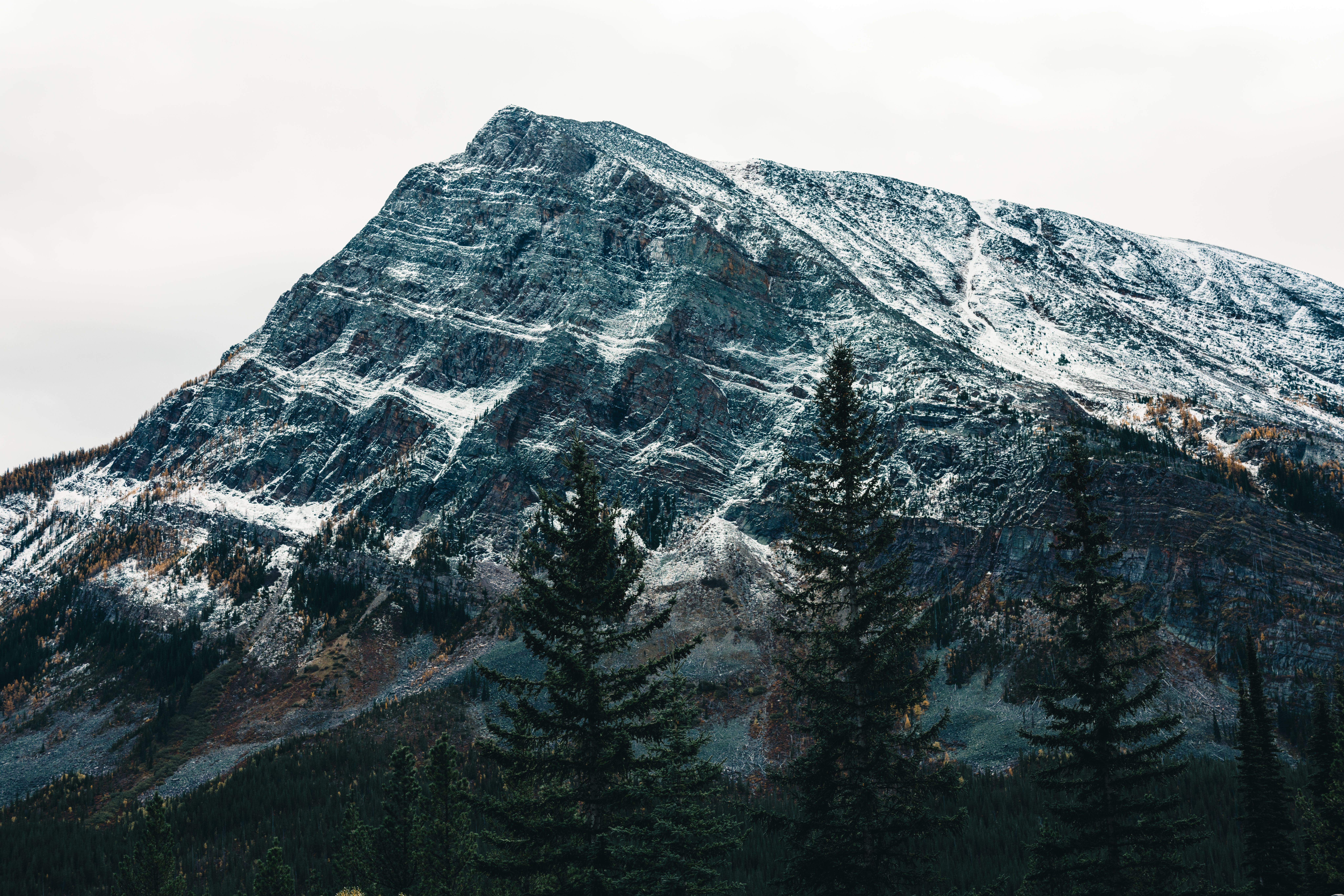 免费 令人惊叹的雪与松树山景 素材图片