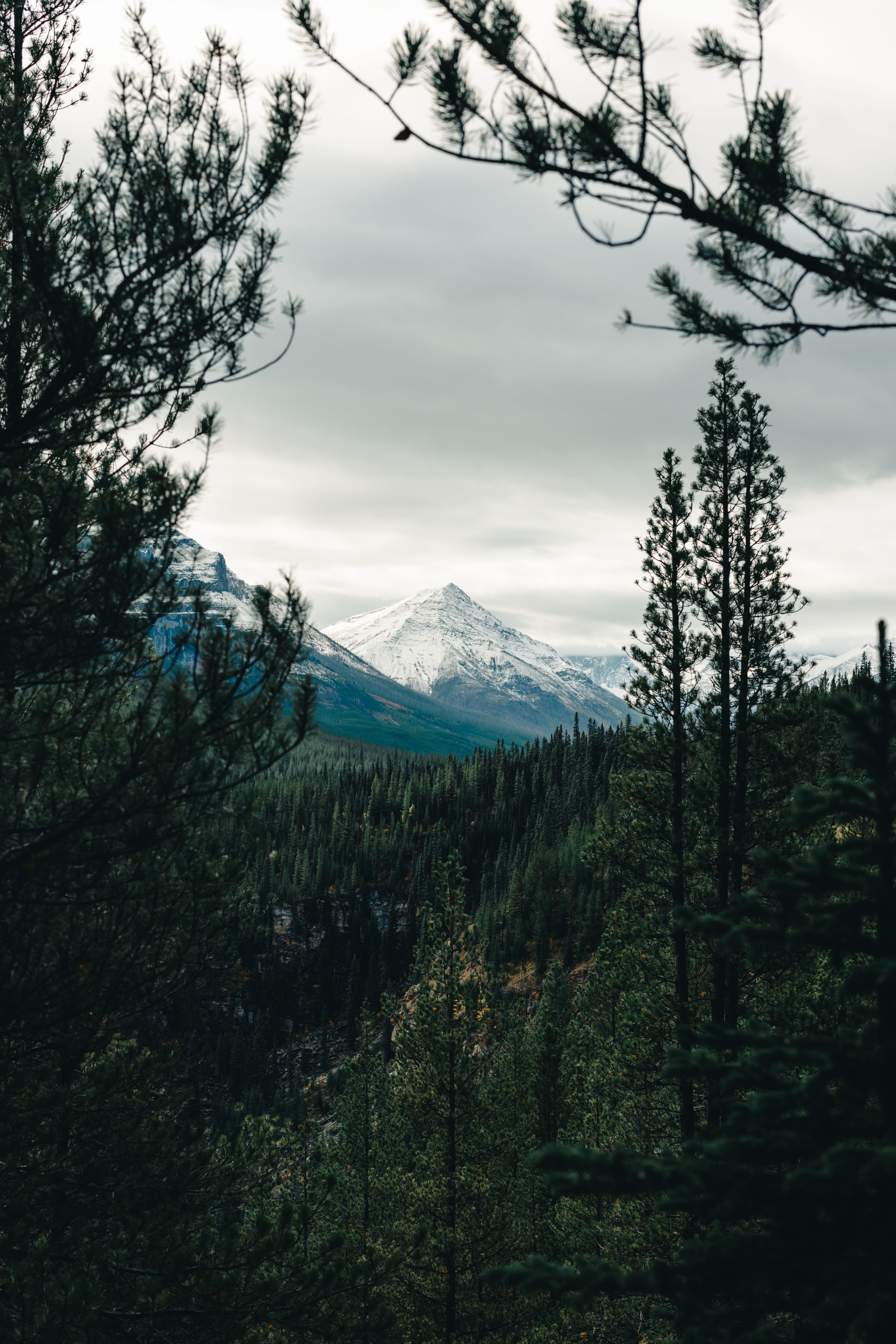 Scenic Mountain View in Lush Forest Landscape · Free Stock Photo