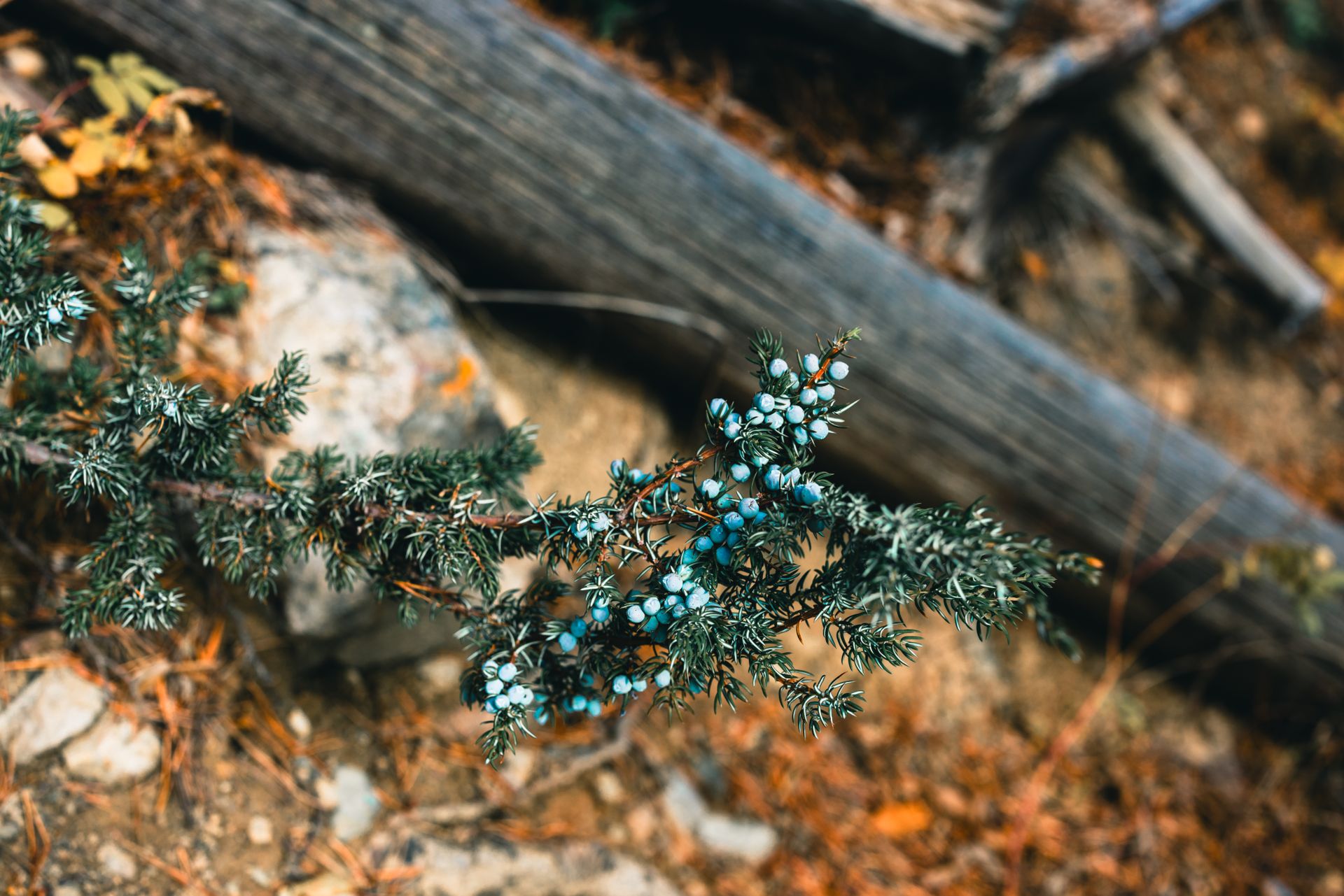Close-up of juniper berries on a branch in an autumn forest.