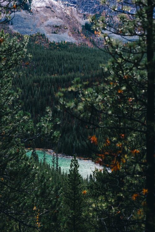 Free A serene view of a lush green forest with mountains and a lake in the background. Stock Photo
