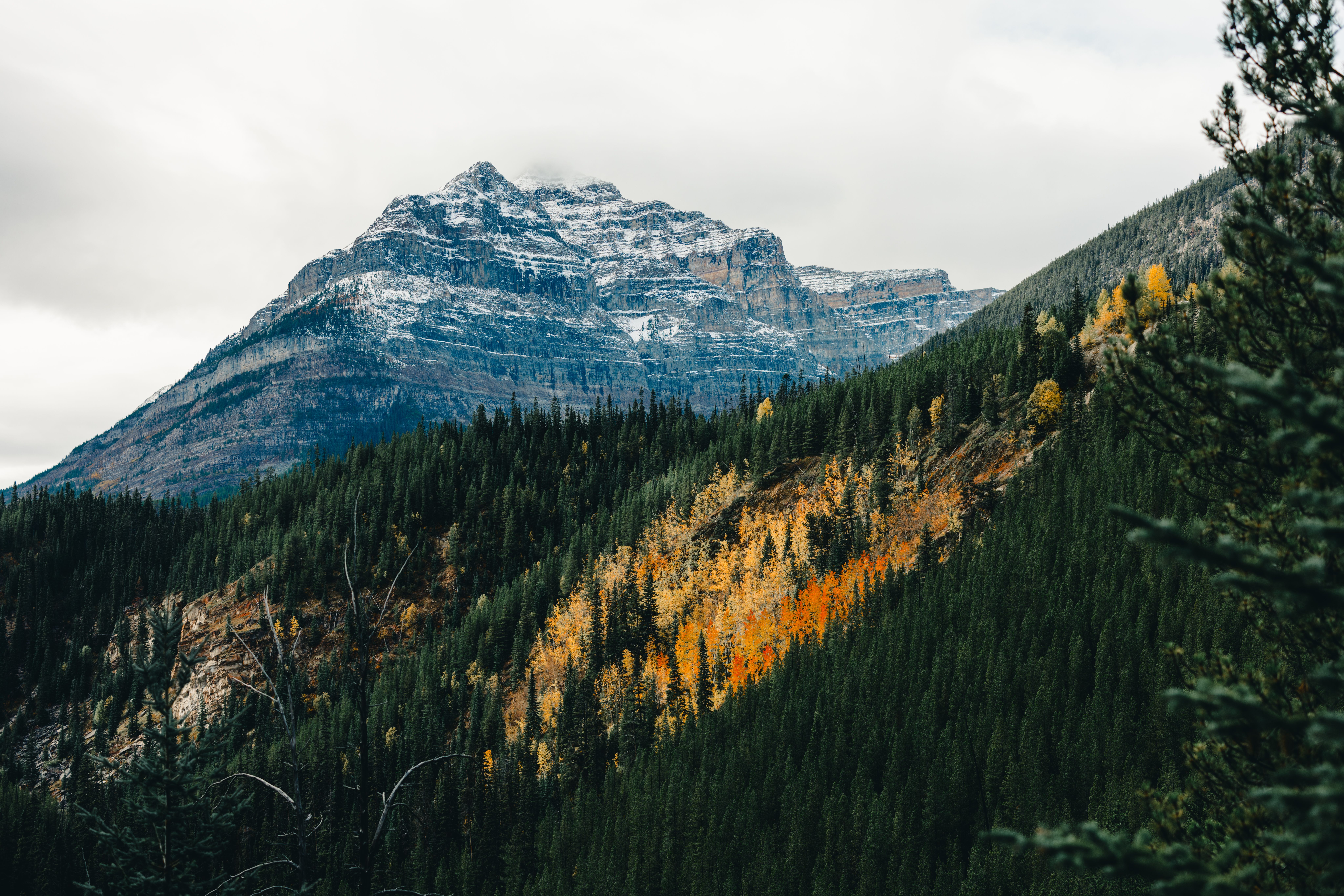 Scenic Autumn Mountain Landscape with Forest · Free Stock Photo