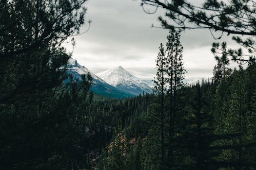 Scenic view of snow-capped mountain surrounded by dense forest trees in fall.