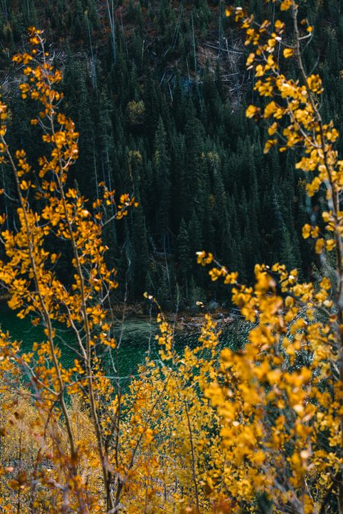 Free Breathtaking autumn forest landscape with vibrant golden foliage and a serene lake. Stock Photo