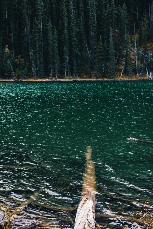 Free Serene view of a clear mountain lake surrounded by dense evergreen forest. Stock Photo
