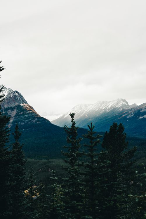 Free Captivating view of mountains and evergreen trees, perfect for nature lovers. Stock Photo