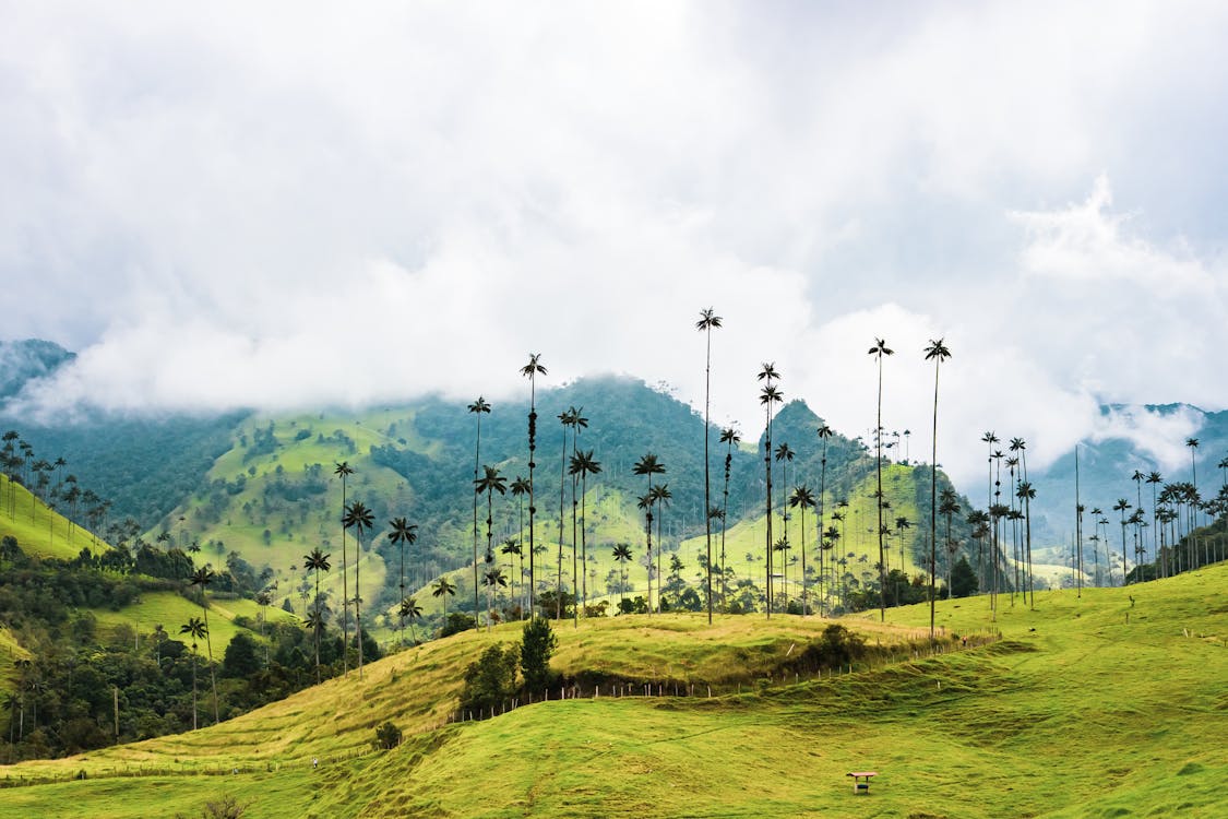 Grands Arbres Sur Les Chaînes De Montagnes