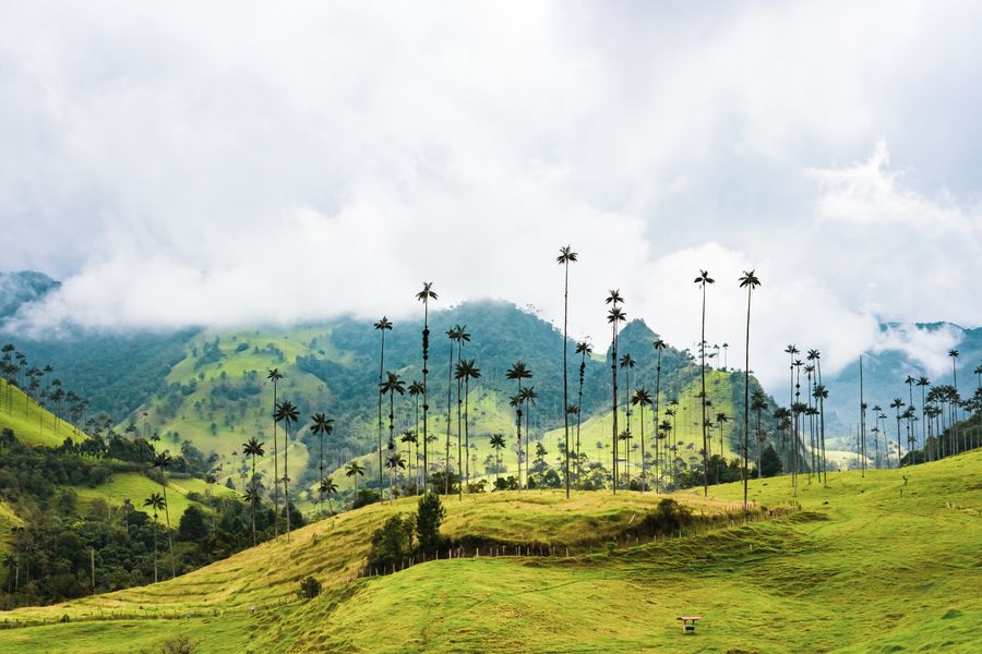 Valle de Cocora s voskovými palmami a zelenými kopci