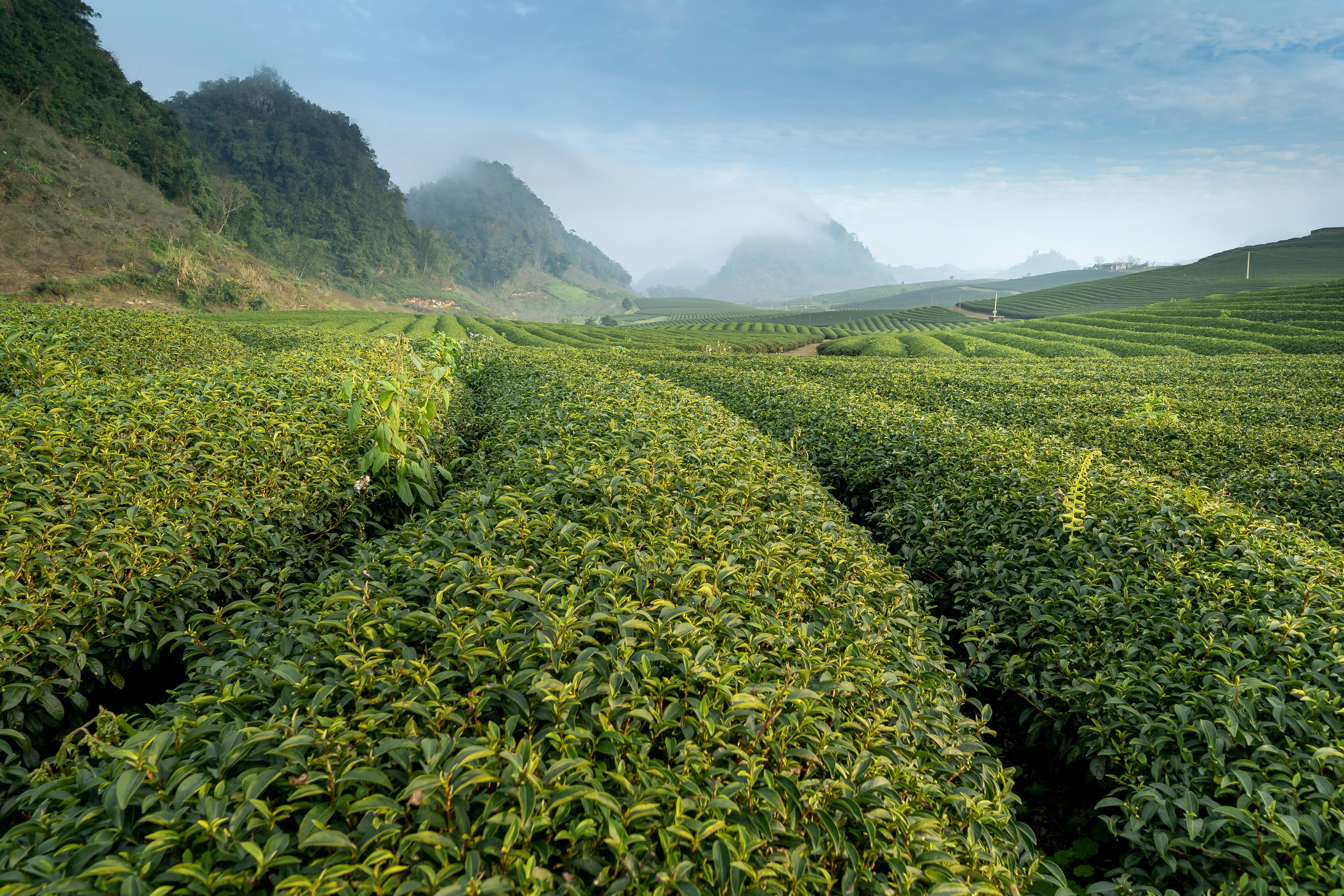 【中国秘酿】普洱茶—像酒一样陈年的好茶