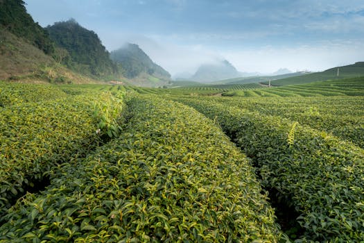 茶园广阔，绿树成荫，山峦朦胧，营造出宁静的乡村环境
