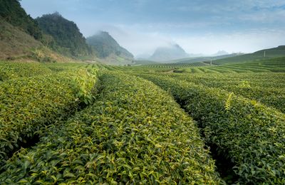 Coffee plantation