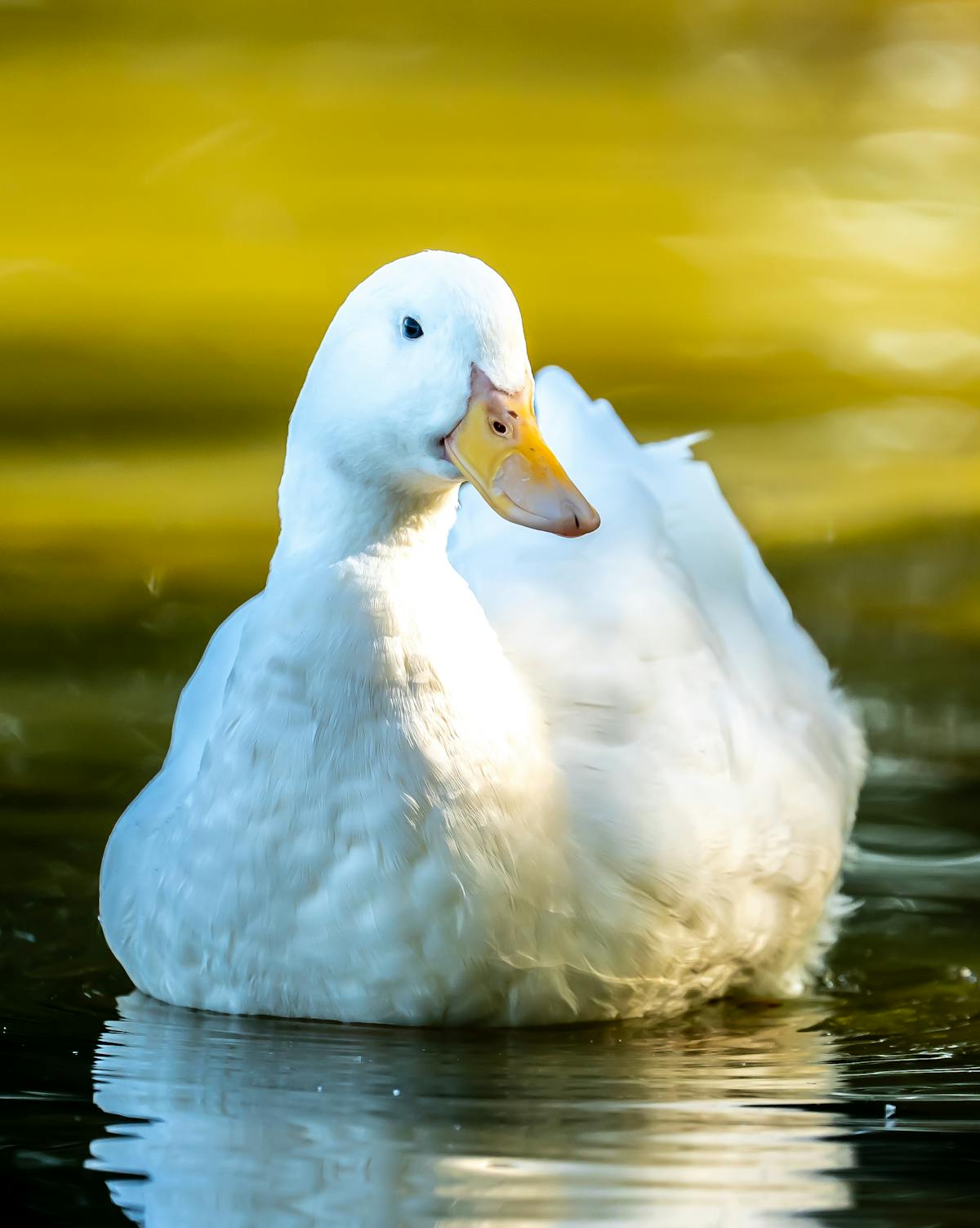 Duck 4k Photos, Download The BEST Free Duck 4k Stock Photos & HD Images