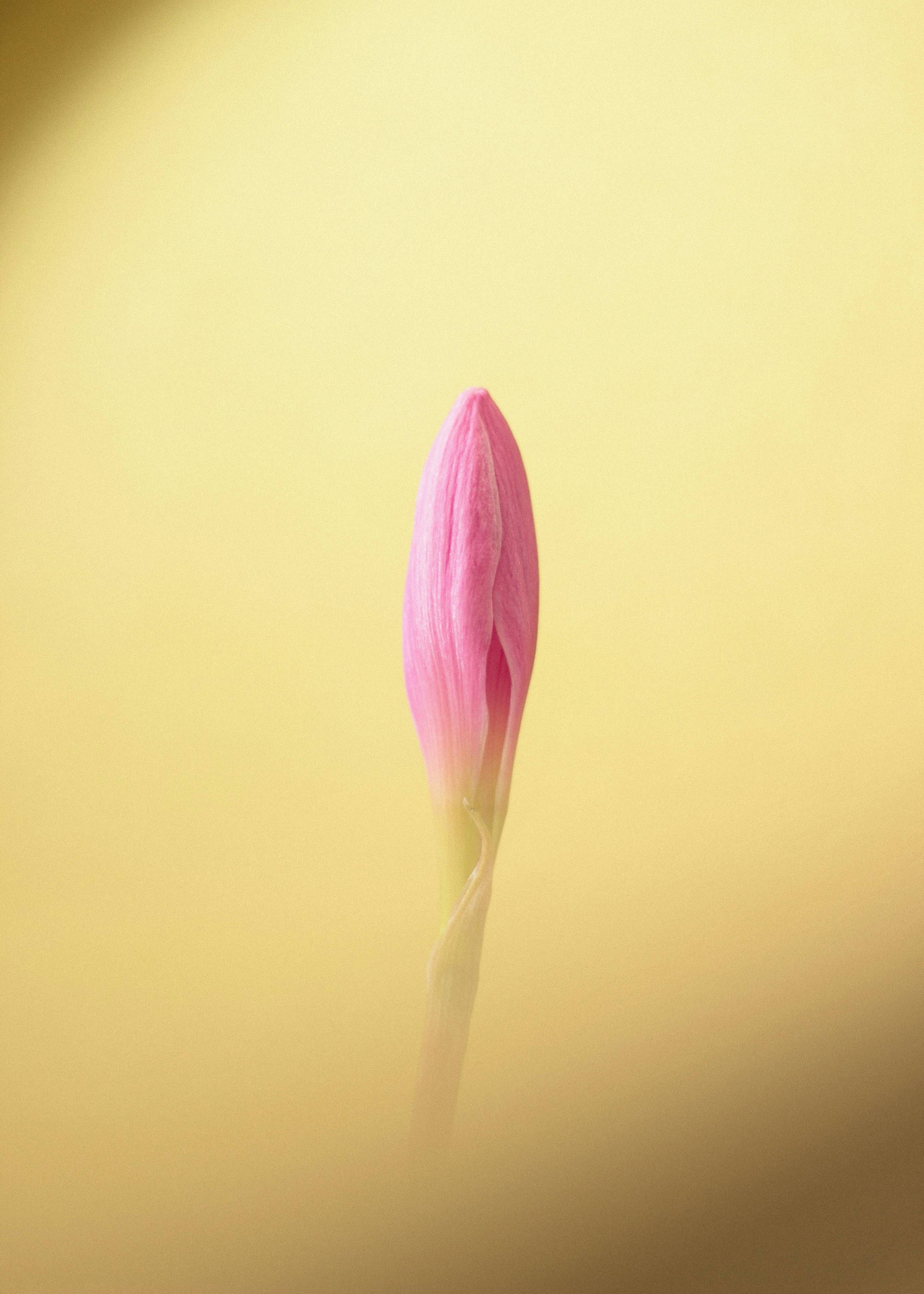 delicate pink flower bud against soft yellow background