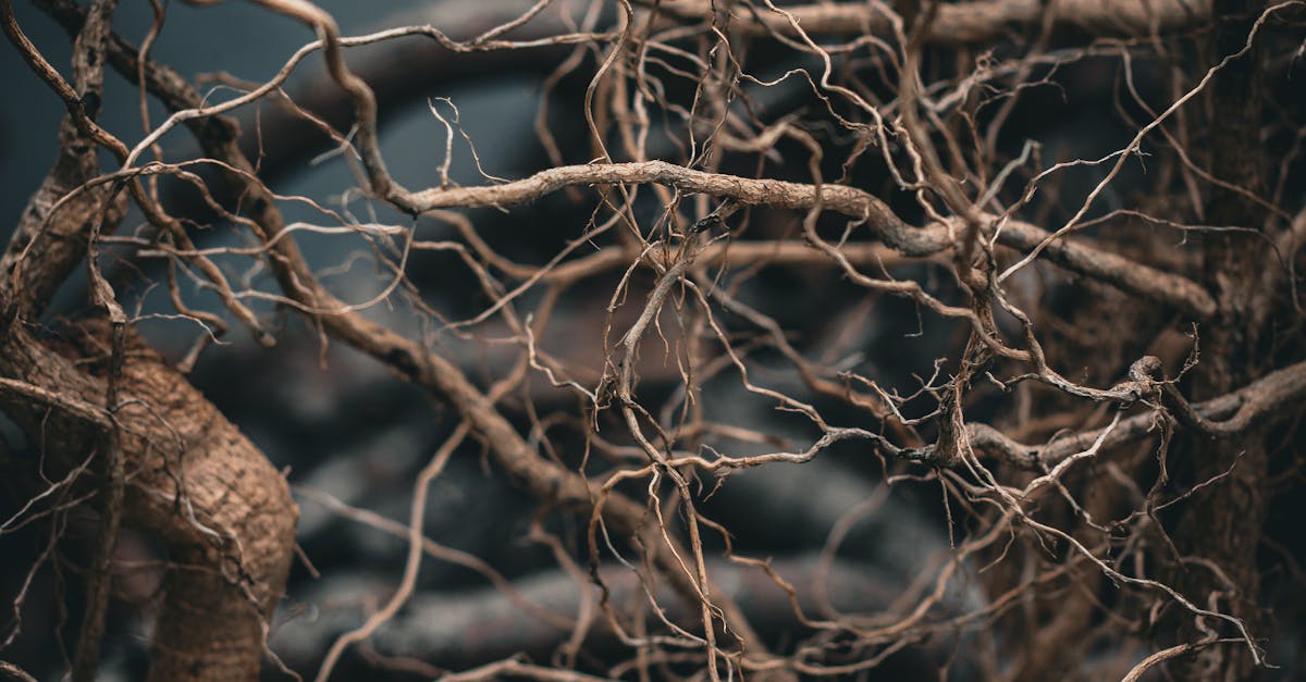Entwined Tree Roots with Dark Mystical Background · Free Stock Photo