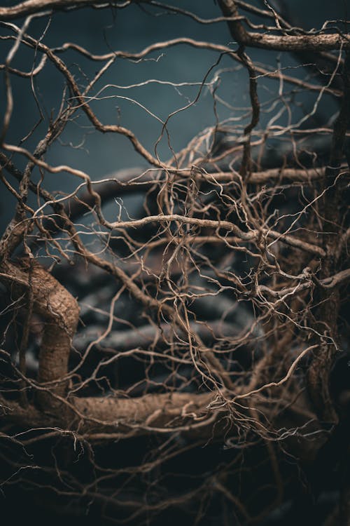 Entwined Tree Roots with Dark Mystical Background · Free Stock Photo
