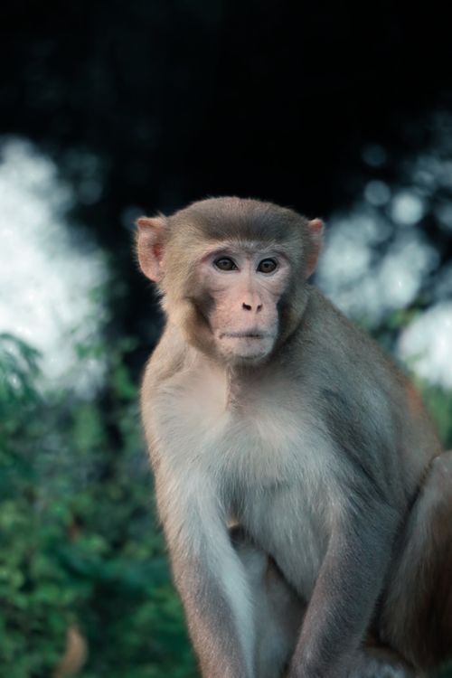 Free Portrait of a curious rhesus macaque sitting in a lush green forest. Stock Photo