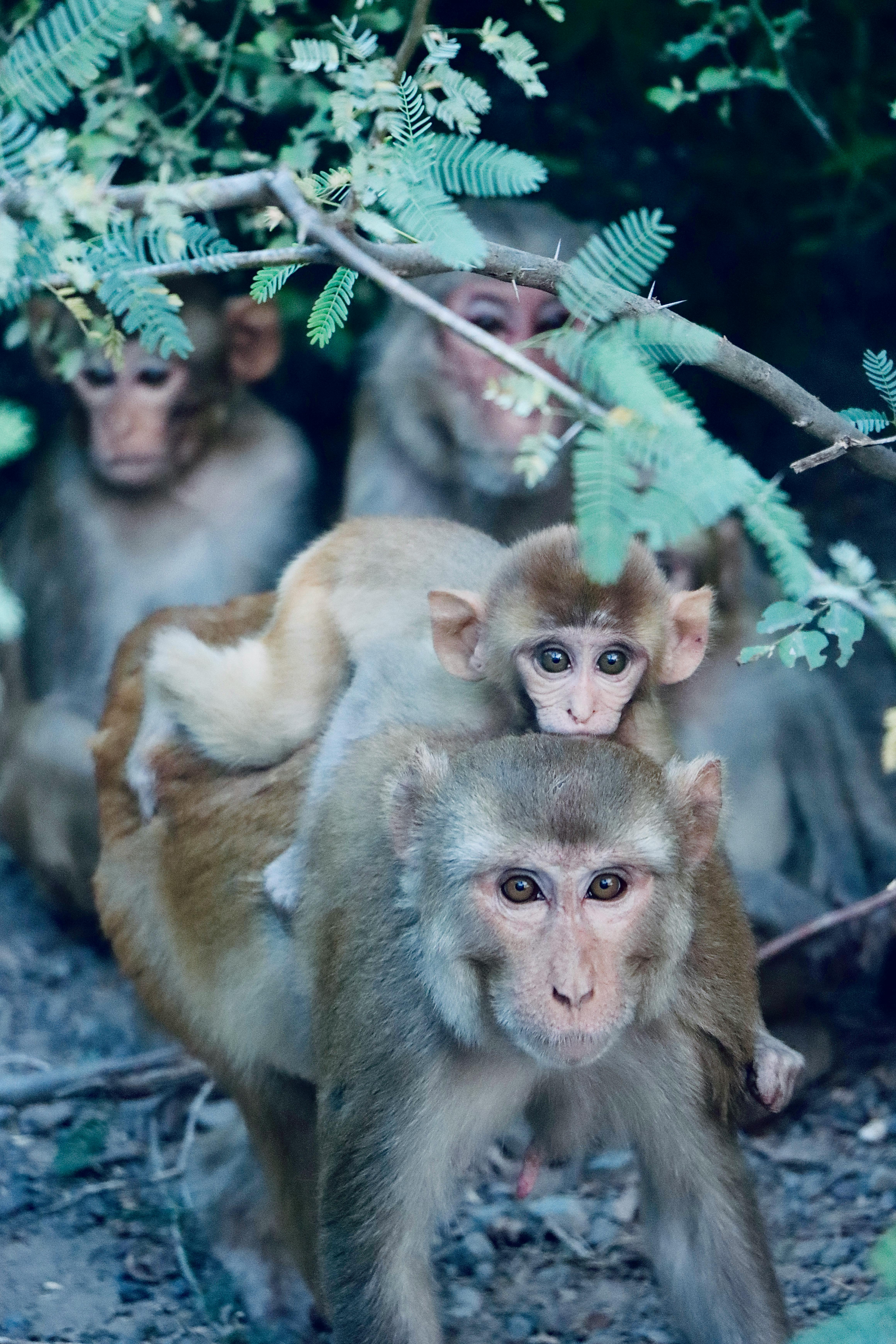 Baby Monkey Riding on Mother's Back in Forest · Free Stock Photo