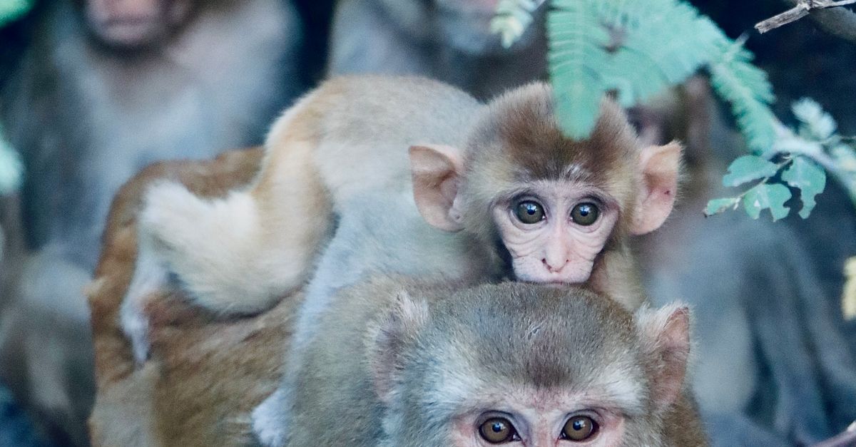 Baby Monkey Riding on Mother's Back in Forest Β· Free Stock Photo